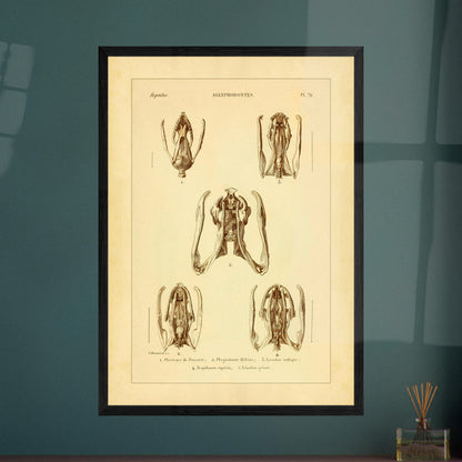Schädels und Kiefer von Schlangen: Illustrationen von Aglyphen. Wissenschaftliche Tafel zur Illustration von Schlangenschädeln und -kiefern, speziell von Aglyphodonten, mit Detailansichten.