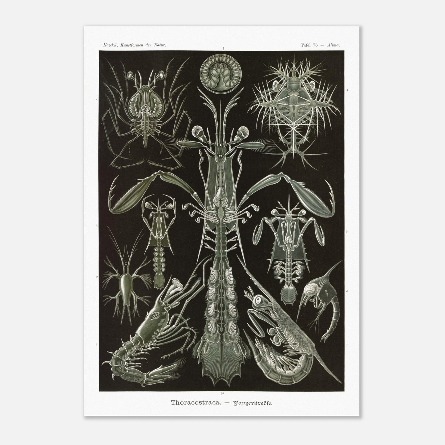 Planche zoologique des Crustacés à carapaces par Ernst Haeckel (29,7x42 cm (A3)). Planche zoologique d'Ernst Haeckel présentant une variété de crustacés à carapaces, avec des détails anatomiques.