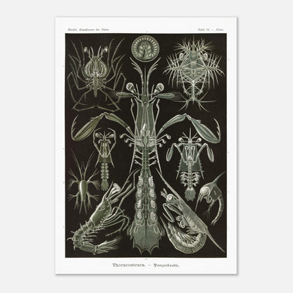 Planche zoologique des Crustacés à carapaces par Ernst Haeckel (29,7x42 cm (A3)). Planche zoologique d'Ernst Haeckel présentant une variété de crustacés à carapaces, avec des détails anatomiques.
