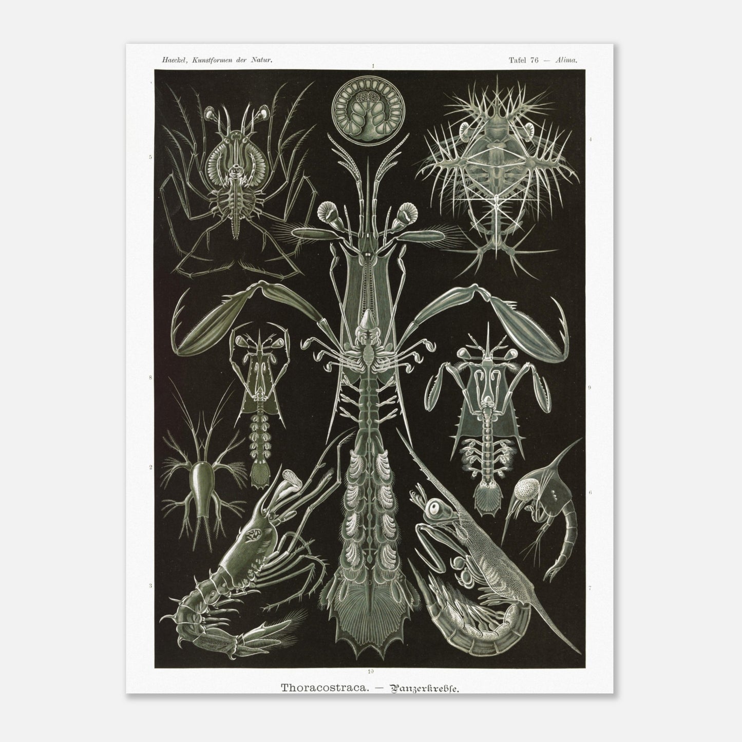 Planche zoologique des Crustacés à carapaces par Ernst Haeckel (30x40 cm). Planche zoologique d'Ernst Haeckel présentant une variété de crustacés à carapaces, avec des détails anatomiques.