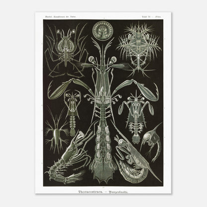 Planche zoologique des Crustacés à carapaces par Ernst Haeckel (30x40 cm). Planche zoologique d'Ernst Haeckel présentant une variété de crustacés à carapaces, avec des détails anatomiques.