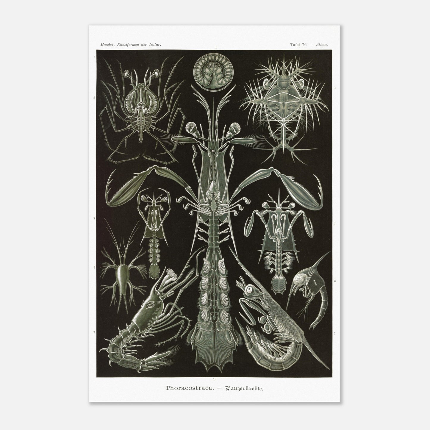 Planche zoologique des Crustacés à carapaces par Ernst Haeckel (40x60 cm). Planche zoologique d'Ernst Haeckel présentant une variété de crustacés à carapaces, avec des détails anatomiques.