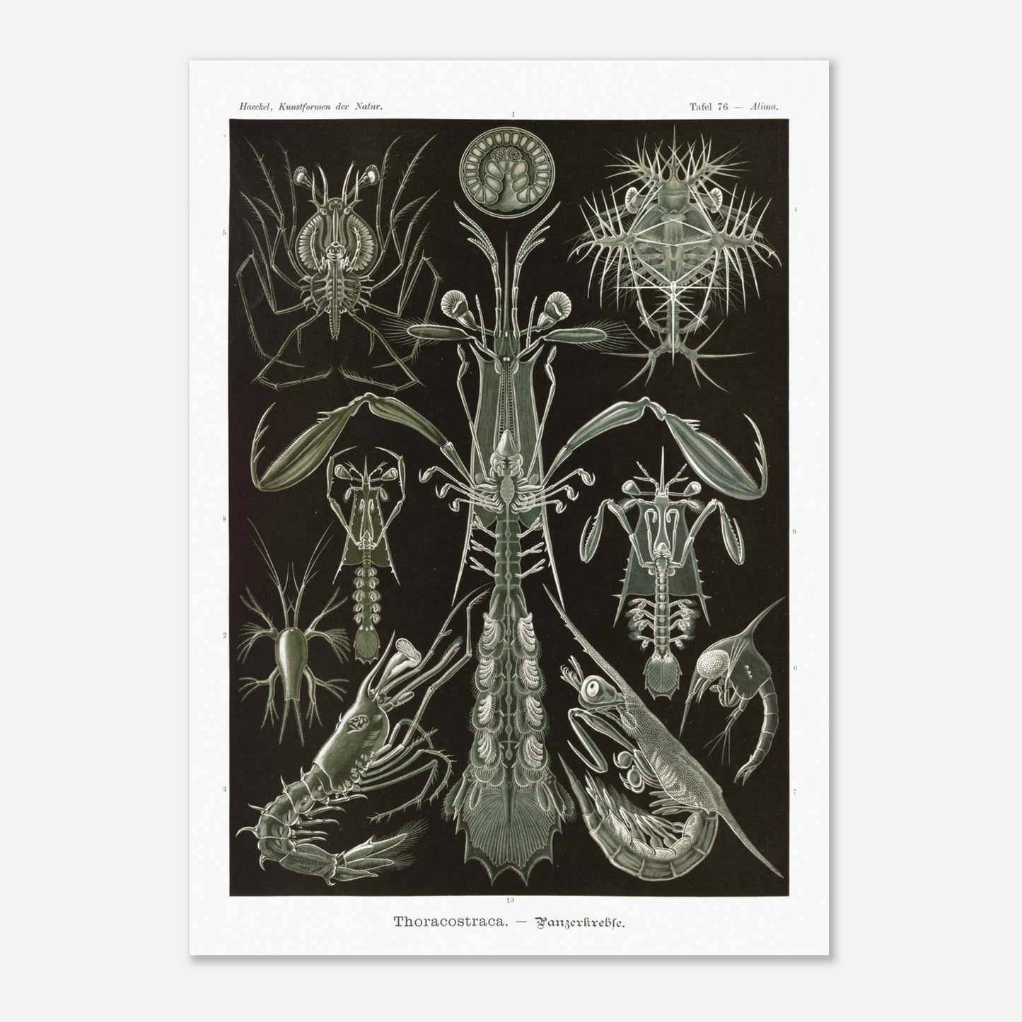 Planche zoologique des Crustacés à carapaces par Ernst Haeckel (50x70 cm). Planche zoologique d'Ernst Haeckel présentant une variété de crustacés à carapaces, avec des détails anatomiques.