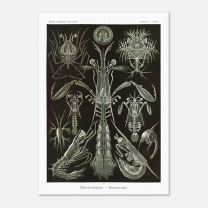 Planche zoologique des Crustacés à carapaces par Ernst Haeckel (50x70 cm). Planche zoologique d'Ernst Haeckel présentant une variété de crustacés à carapaces, avec des détails anatomiques.