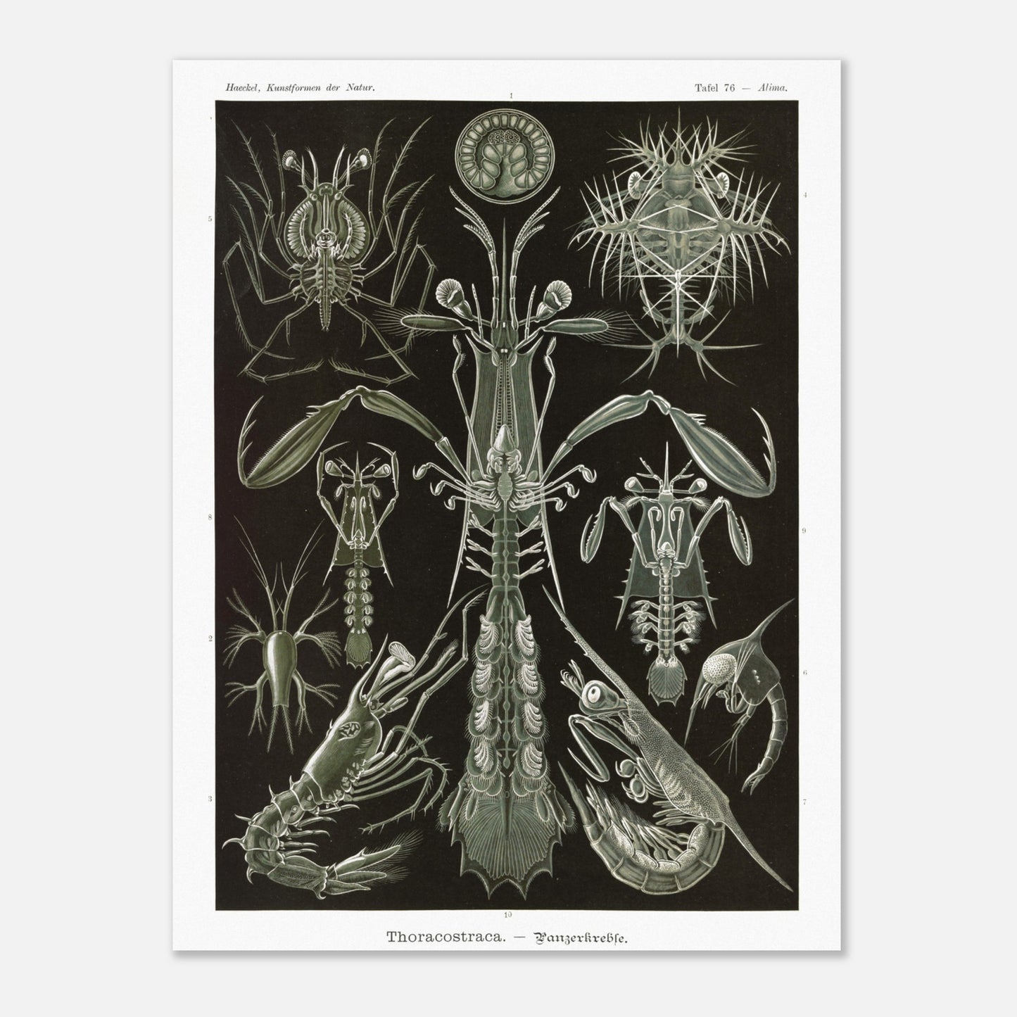 Planche zoologique des Crustacés à carapaces par Ernst Haeckel (60x80 cm). Planche zoologique d'Ernst Haeckel présentant une variété de crustacés à carapaces, avec des détails anatomiques.