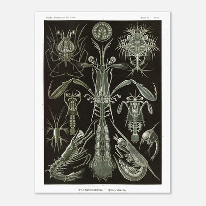 Planche zoologique des Crustacés à carapaces par Ernst Haeckel (60x80 cm). Planche zoologique d'Ernst Haeckel présentant une variété de crustacés à carapaces, avec des détails anatomiques.