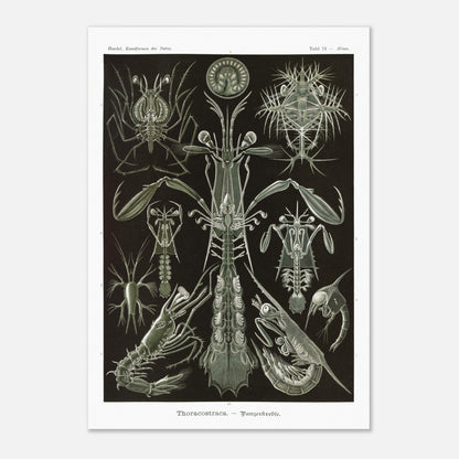 Planche zoologique des Crustacés à carapaces par Ernst Haeckel (70x100 cm). Planche zoologique d'Ernst Haeckel présentant une variété de crustacés à carapaces, avec des détails anatomiques.
