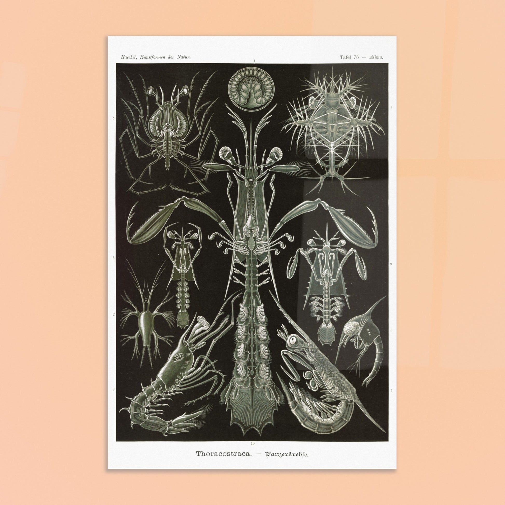 Planche zoologique des Crustacés à carapaces par Ernst Haeckel. Planche zoologique d'Ernst Haeckel présentant une variété de crustacés à carapaces, avec des détails anatomiques. Image d'illustration 8
