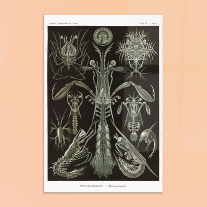 Planche zoologique des Crustacés à carapaces par Ernst Haeckel. Planche zoologique d'Ernst Haeckel présentant une variété de crustacés à carapaces, avec des détails anatomiques. Image d'illustration 8
