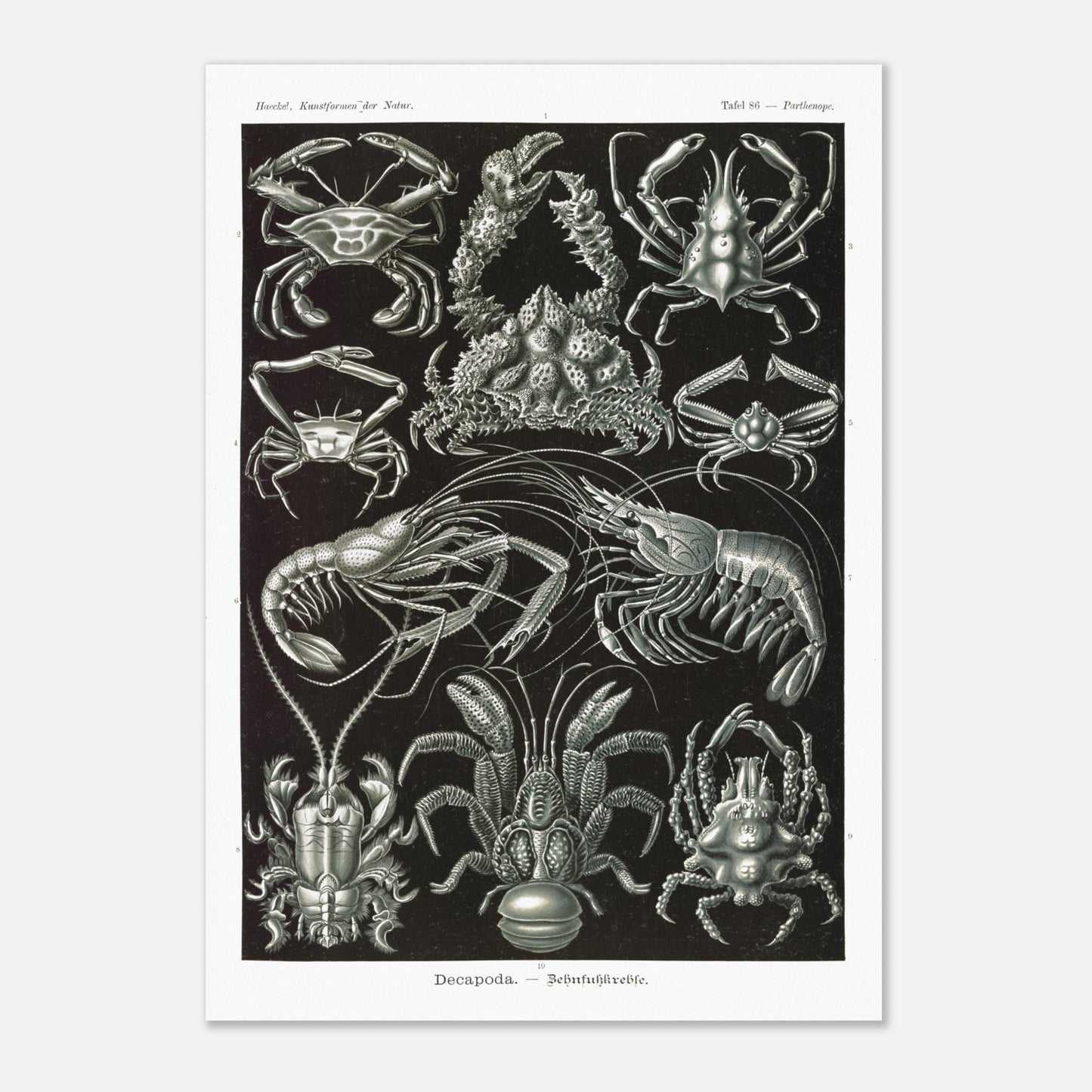 Planche de Crustacés Décapodes — Ernst Haeckel (29,7x42 cm (A3)). Planche naturaliste d'Ernst Haeckel présentant différentes espèces de crustacés décapodes, tels que des crabes et des crevettes, sur fond noir.