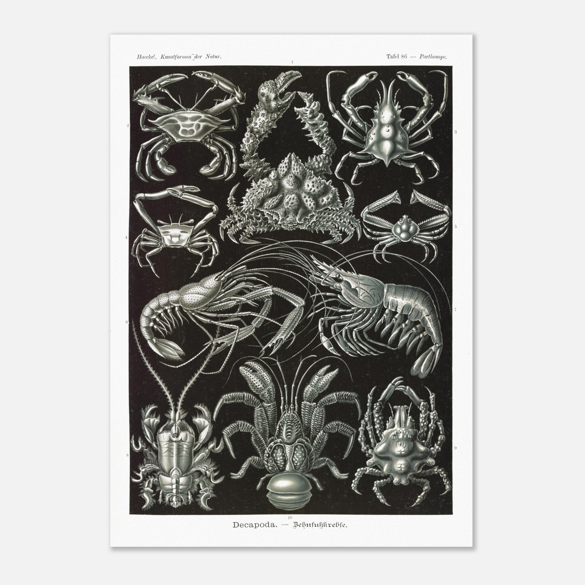 Planche de Crustacés Décapodes — Ernst Haeckel (29,7x42 cm (A3)). Planche naturaliste d'Ernst Haeckel présentant différentes espèces de crustacés décapodes, tels que des crabes et des crevettes, sur fond noir.