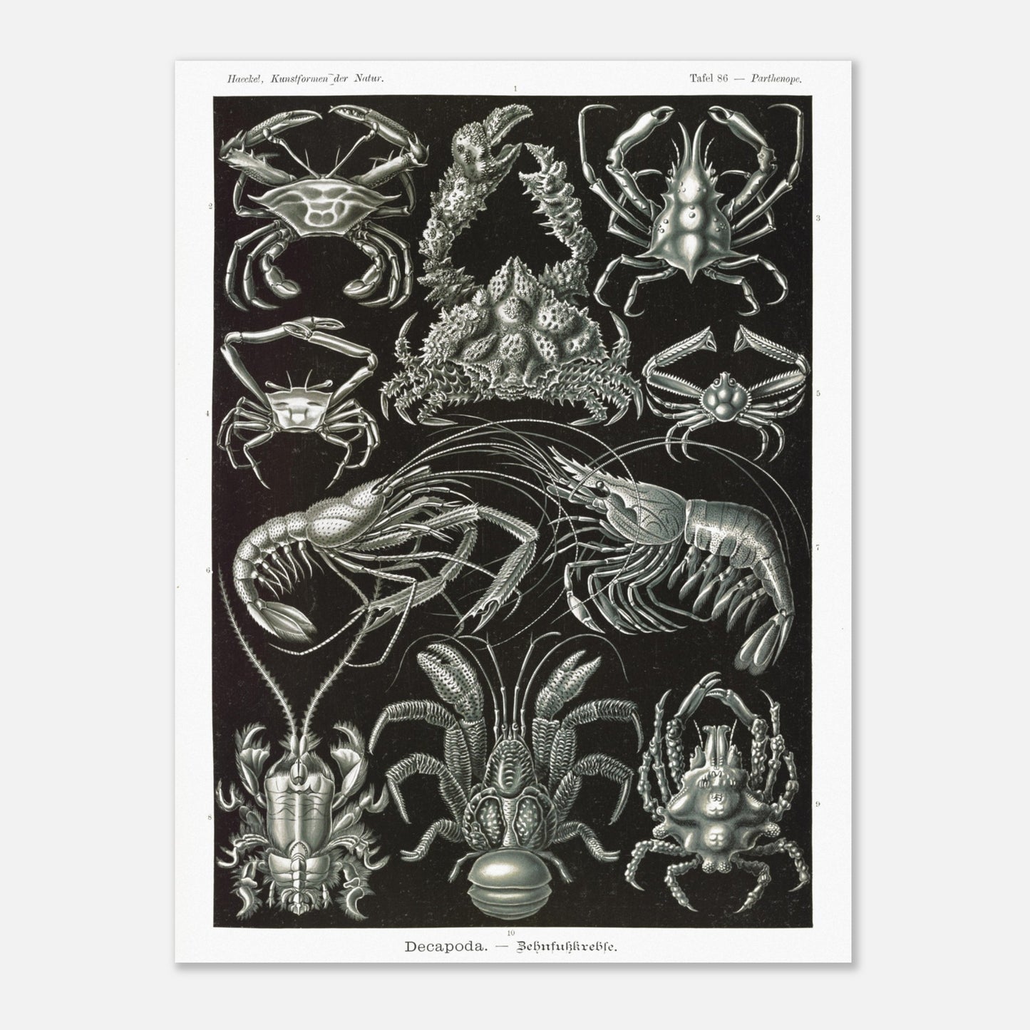 Planche de Crustacés Décapodes — Ernst Haeckel (30x40 cm). Planche naturaliste d'Ernst Haeckel présentant différentes espèces de crustacés décapodes, tels que des crabes et des crevettes, sur fond noir.