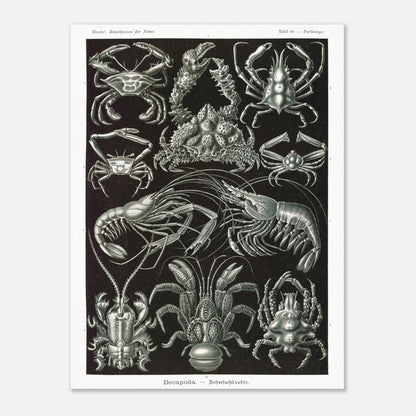 Planche de Crustacés Décapodes — Ernst Haeckel (30x40 cm). Planche naturaliste d'Ernst Haeckel présentant différentes espèces de crustacés décapodes, tels que des crabes et des crevettes, sur fond noir.