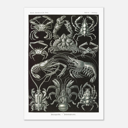 Planche de Crustacés Décapodes — Ernst Haeckel (42x59,4 cm (A2)). Planche naturaliste d'Ernst Haeckel présentant différentes espèces de crustacés décapodes, tels que des crabes et des crevettes, sur fond noir.