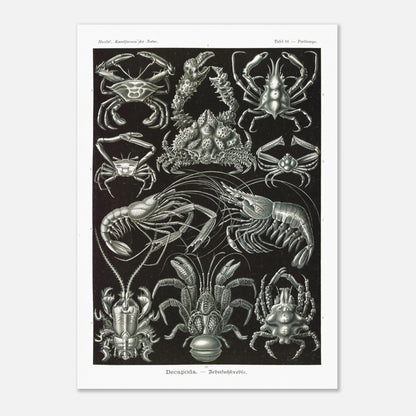 Planche de Crustacés Décapodes — Ernst Haeckel (50x70 cm). Planche naturaliste d'Ernst Haeckel présentant différentes espèces de crustacés décapodes, tels que des crabes et des crevettes, sur fond noir.