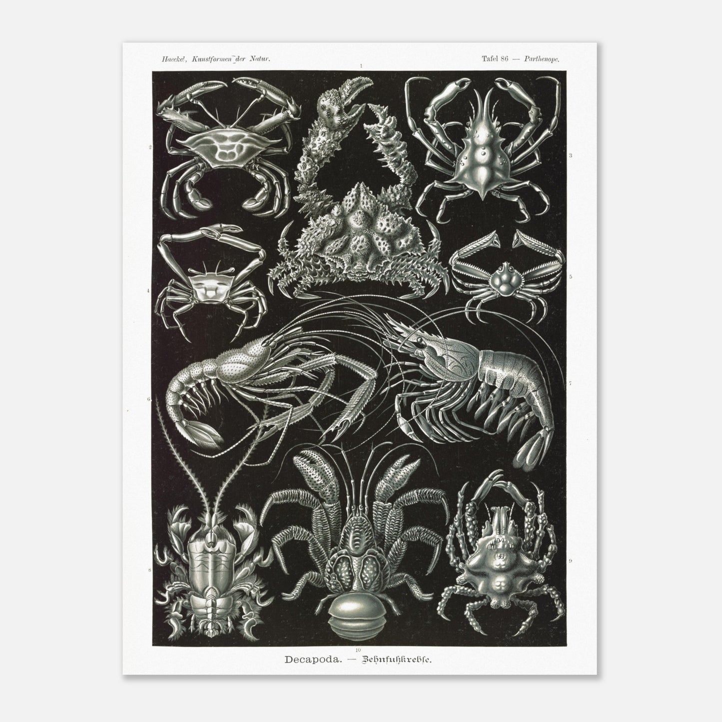 Planche de Crustacés Décapodes — Ernst Haeckel (60x80 cm). Planche naturaliste d'Ernst Haeckel présentant différentes espèces de crustacés décapodes, tels que des crabes et des crevettes, sur fond noir.