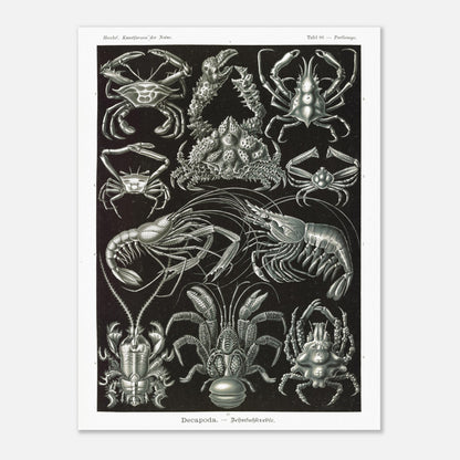 Planche de Crustacés Décapodes — Ernst Haeckel (60x80 cm). Planche naturaliste d'Ernst Haeckel présentant différentes espèces de crustacés décapodes, tels que des crabes et des crevettes, sur fond noir.