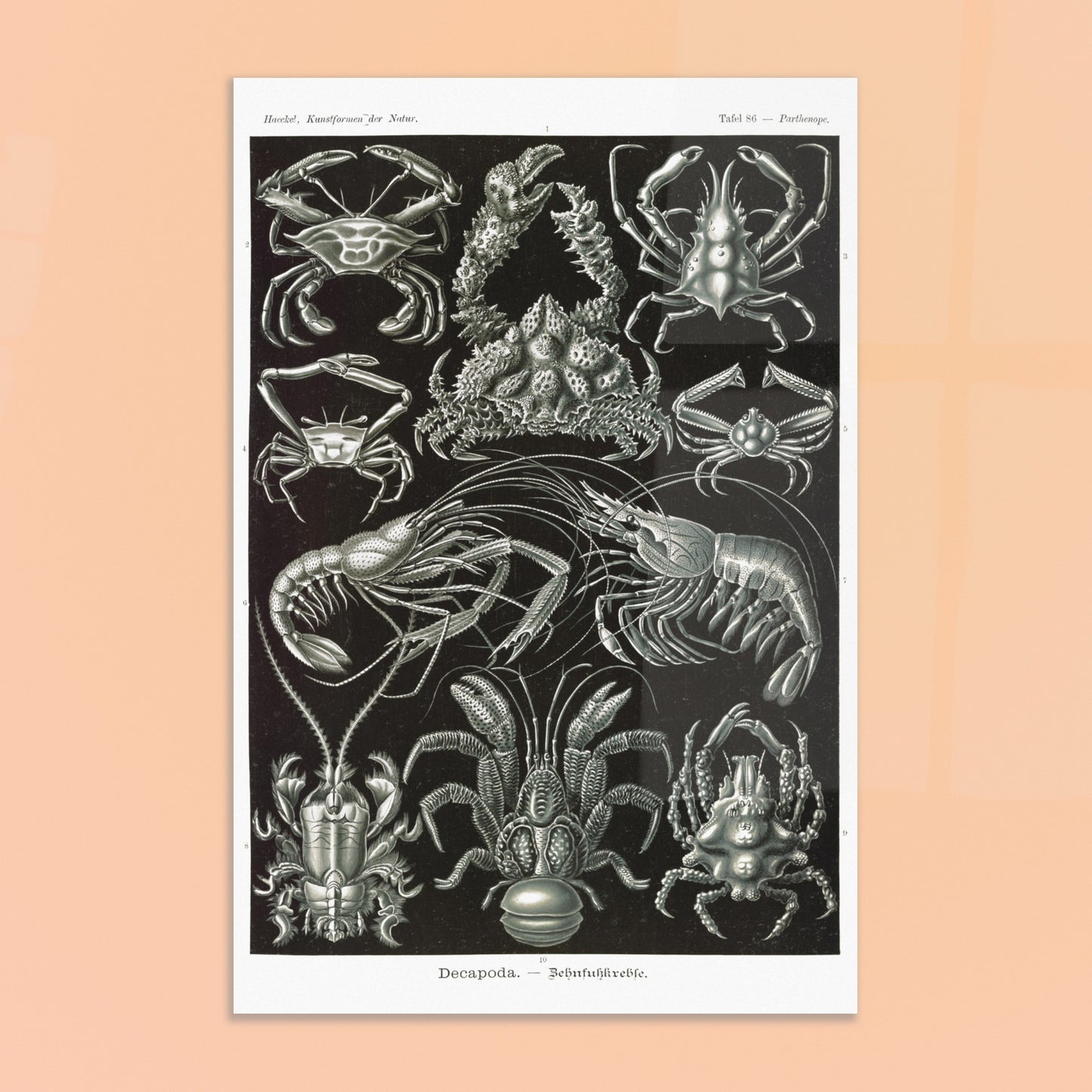 Planche de Crustacés Décapodes — Ernst Haeckel. Planche naturaliste d'Ernst Haeckel présentant différentes espèces de crustacés décapodes, tels que des crabes et des crevettes, sur fond noir. Image d'illustration 8