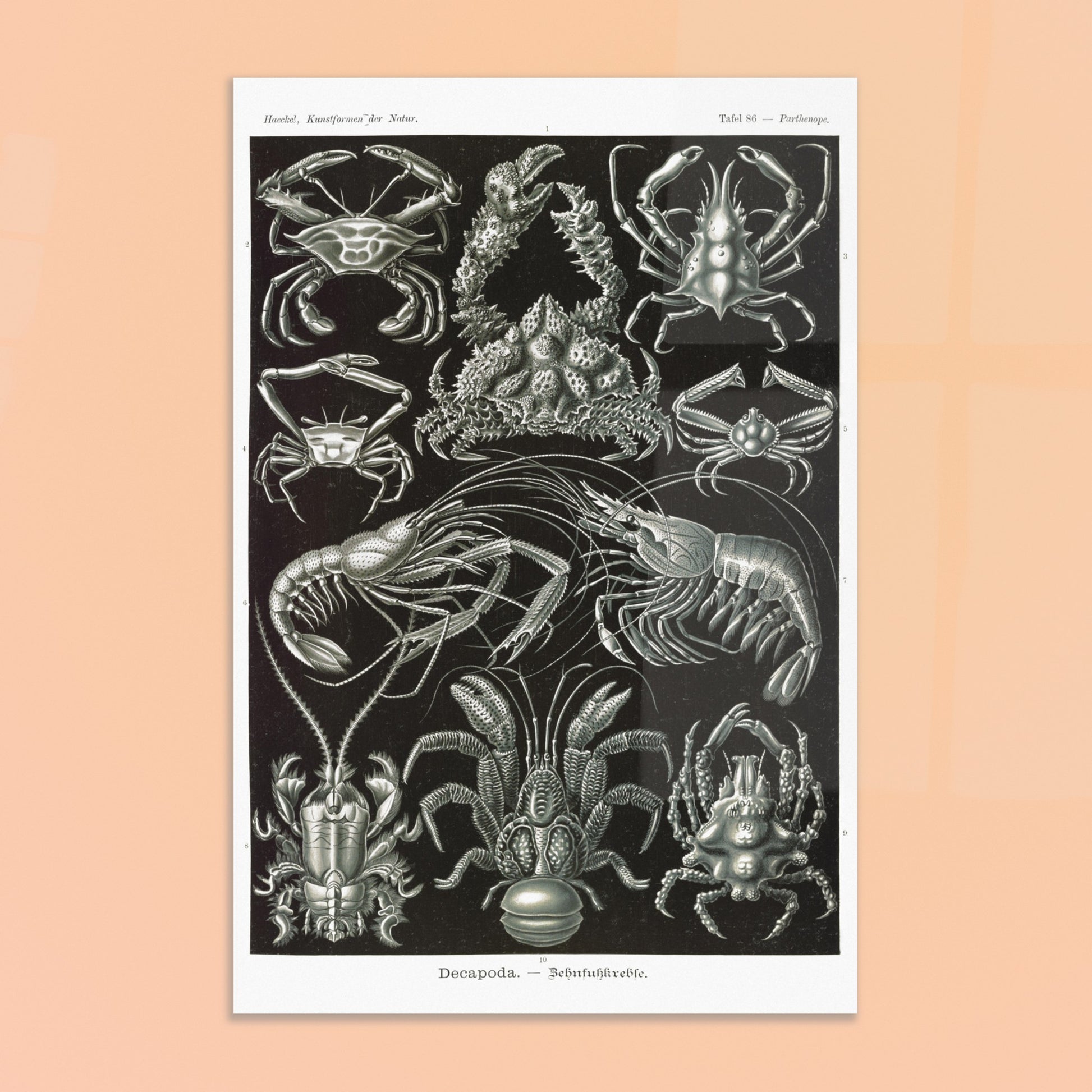 Planche de Crustacés Décapodes — Ernst Haeckel. Planche naturaliste d'Ernst Haeckel présentant différentes espèces de crustacés décapodes, tels que des crabes et des crevettes, sur fond noir. Image d'illustration 8