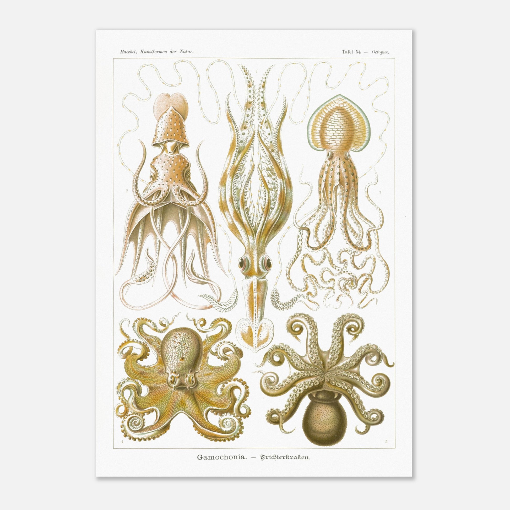 Planche de céphalopodes et cténophores à entonnoir d'Ernst Haeckel (29,7x42 cm (A3)). Planche scientifique présentant plusieurs types de céphalopodes, incluant des calmars et des poulpes, avec des détails anatomiques précis.