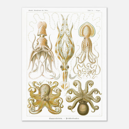 Planche de céphalopodes et cténophores à entonnoir d'Ernst Haeckel (30x40 cm). Planche scientifique présentant plusieurs types de céphalopodes, incluant des calmars et des poulpes, avec des détails anatomiques précis.