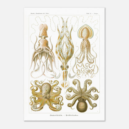 Planche de céphalopodes et cténophores à entonnoir d'Ernst Haeckel (50x70 cm). Planche scientifique présentant plusieurs types de céphalopodes, incluant des calmars et des poulpes, avec des détails anatomiques précis.