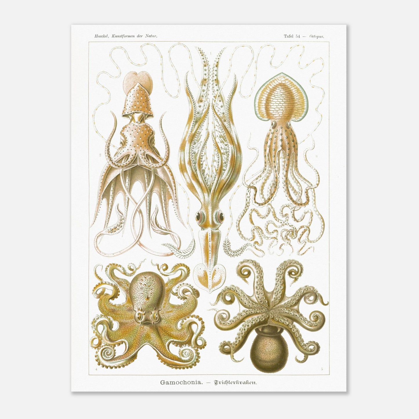 Planche de céphalopodes et cténophores à entonnoir d'Ernst Haeckel (60x80 cm). Planche scientifique présentant plusieurs types de céphalopodes, incluant des calmars et des poulpes, avec des détails anatomiques précis.