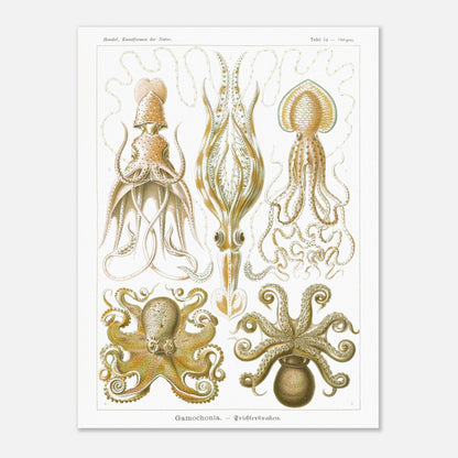 Planche de céphalopodes et cténophores à entonnoir d'Ernst Haeckel (60x80 cm). Planche scientifique présentant plusieurs types de céphalopodes, incluant des calmars et des poulpes, avec des détails anatomiques précis.