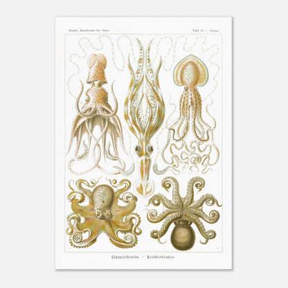 Planche de céphalopodes et cténophores à entonnoir d'Ernst Haeckel (70x100 cm). Planche scientifique présentant plusieurs types de céphalopodes, incluant des calmars et des poulpes, avec des détails anatomiques précis.