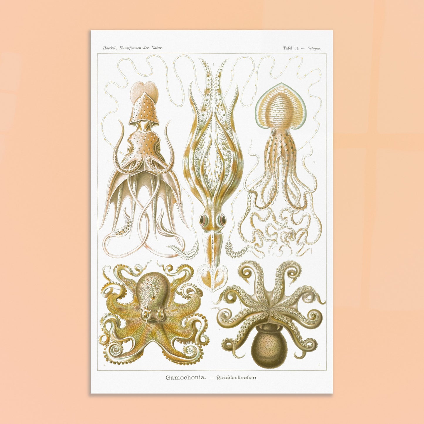Planche de céphalopodes et cténophores à entonnoir d'Ernst Haeckel. Planche scientifique présentant plusieurs types de céphalopodes, incluant des calmars et des poulpes, avec des détails anatomiques précis. Image d'illustration 8