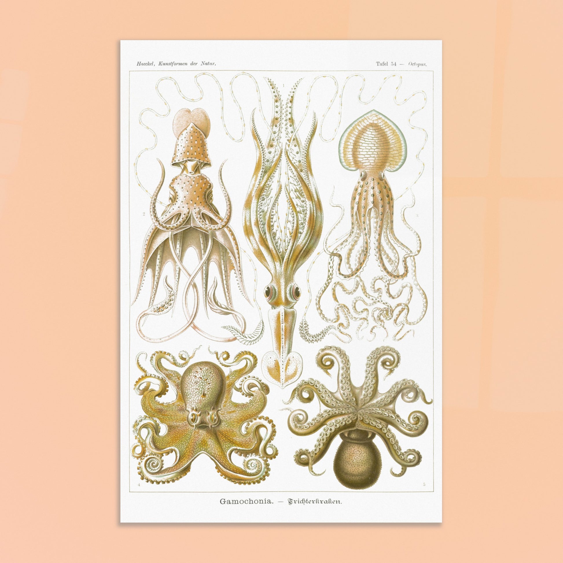 Planche de céphalopodes et cténophores à entonnoir d'Ernst Haeckel. Planche scientifique présentant plusieurs types de céphalopodes, incluant des calmars et des poulpes, avec des détails anatomiques précis. Image d'illustration 8