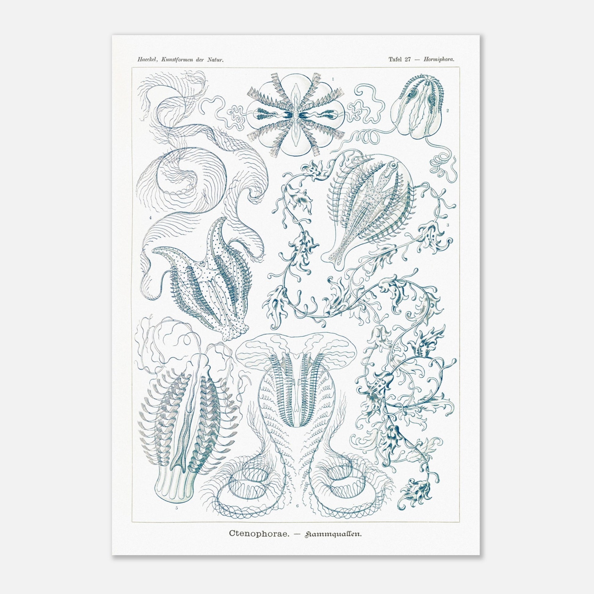 Planche de cténophores Ctenophorae - Gravure d'Ernst Haeckel (29,7x42 cm (A3)). Planche scientifique du XIXe siècle représentant plusieurs espèces de cténophores (communément appelés 'anémones de mer') aux formes complexes et variées, dans des tons bleus et verts.
