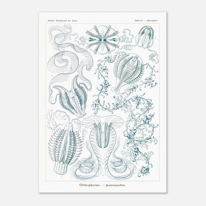 Planche de cténophores Ctenophorae - Gravure d'Ernst Haeckel (29,7x42 cm (A3)). Planche scientifique du XIXe siècle représentant plusieurs espèces de cténophores (communément appelés 'anémones de mer') aux formes complexes et variées, dans des tons bleus et verts.