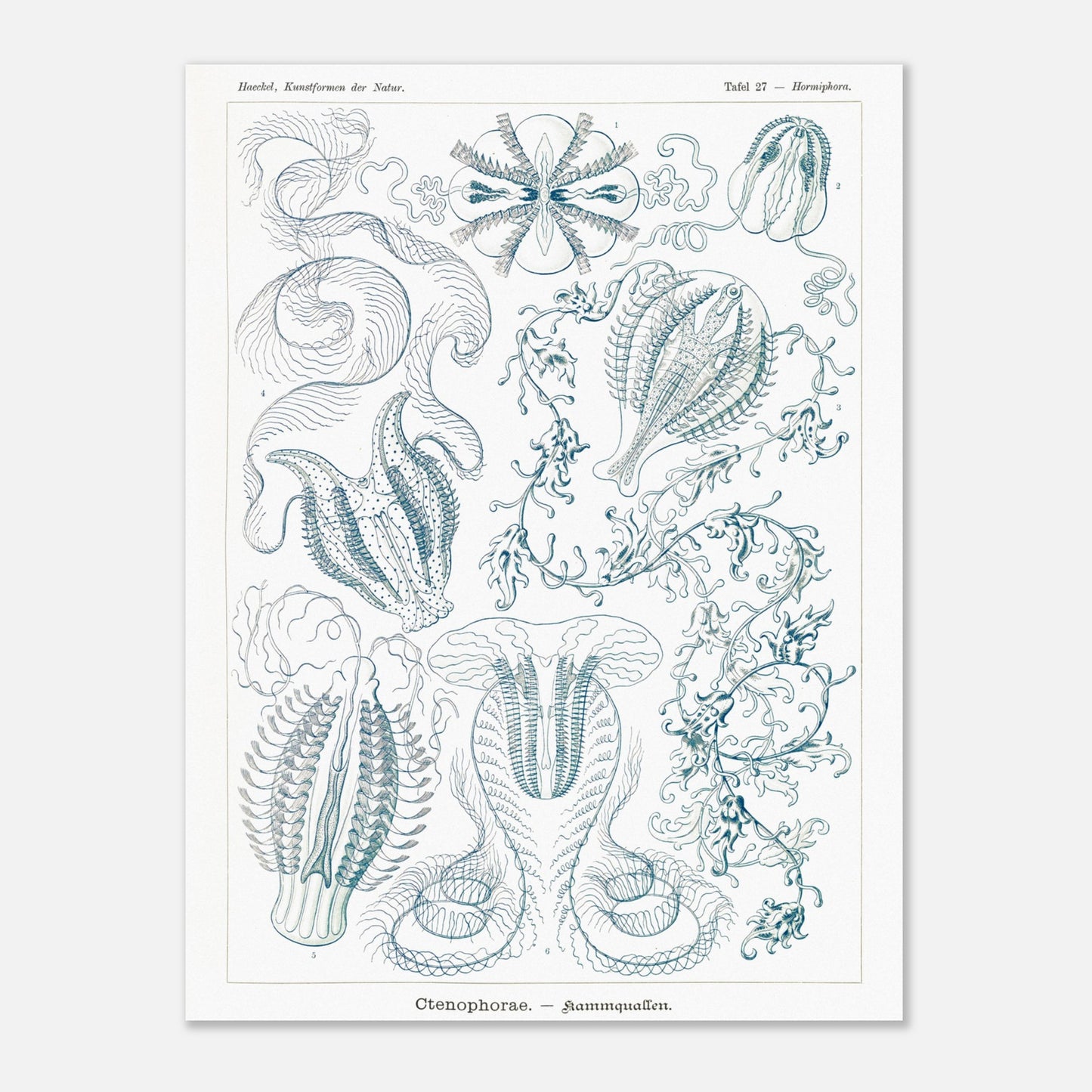 Planche de cténophores Ctenophorae - Gravure d'Ernst Haeckel (30x40 cm). Planche scientifique du XIXe siècle représentant plusieurs espèces de cténophores (communément appelés 'anémones de mer') aux formes complexes et variées, dans des tons bleus et verts.