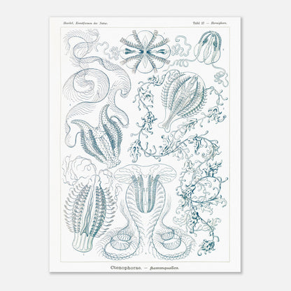 Planche de cténophores Ctenophorae - Gravure d'Ernst Haeckel (30x40 cm). Planche scientifique du XIXe siècle représentant plusieurs espèces de cténophores (communément appelés 'anémones de mer') aux formes complexes et variées, dans des tons bleus et verts.