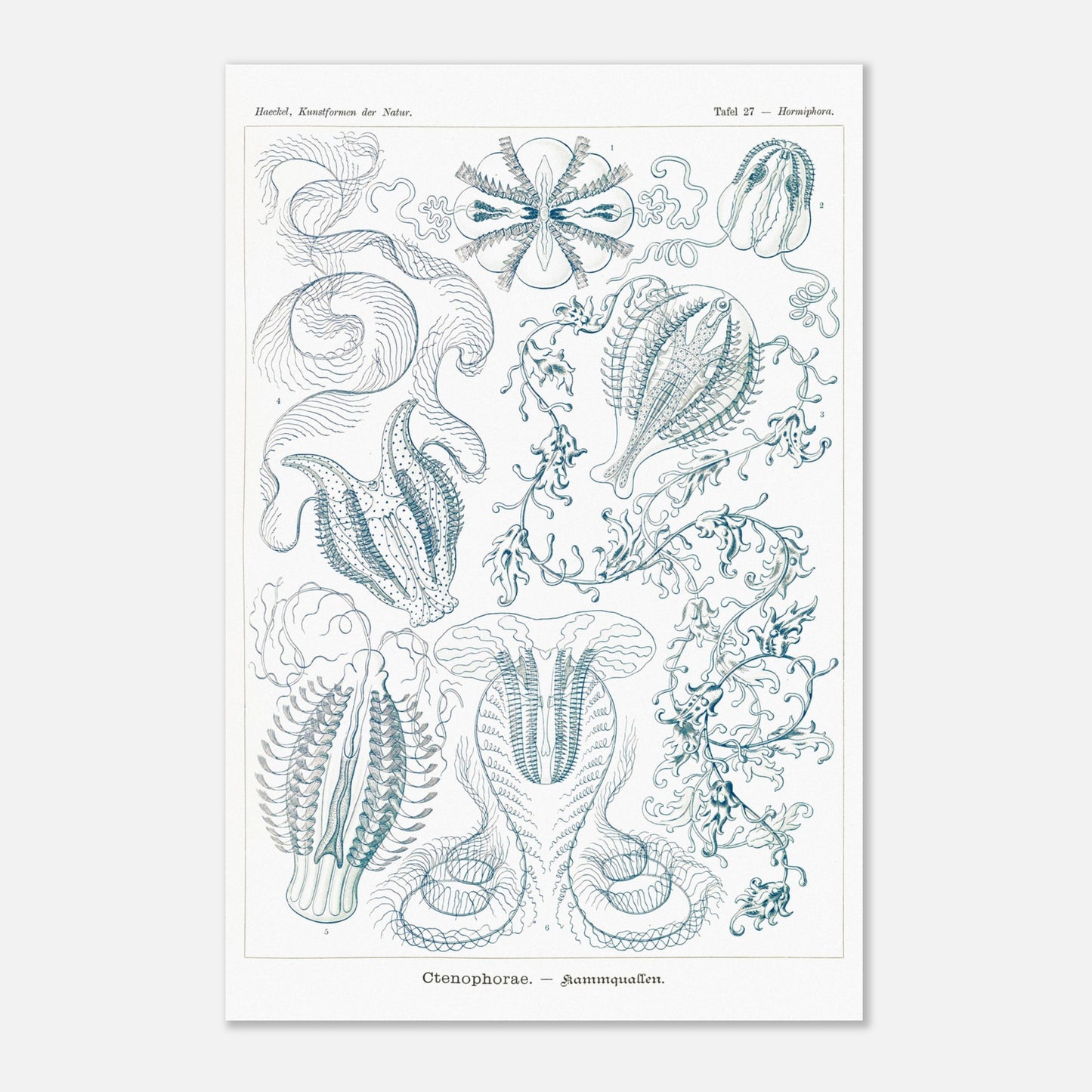 Planche de cténophores Ctenophorae - Gravure d'Ernst Haeckel (40x60 cm). Planche scientifique du XIXe siècle représentant plusieurs espèces de cténophores (communément appelés 'anémones de mer') aux formes complexes et variées, dans des tons bleus et verts.