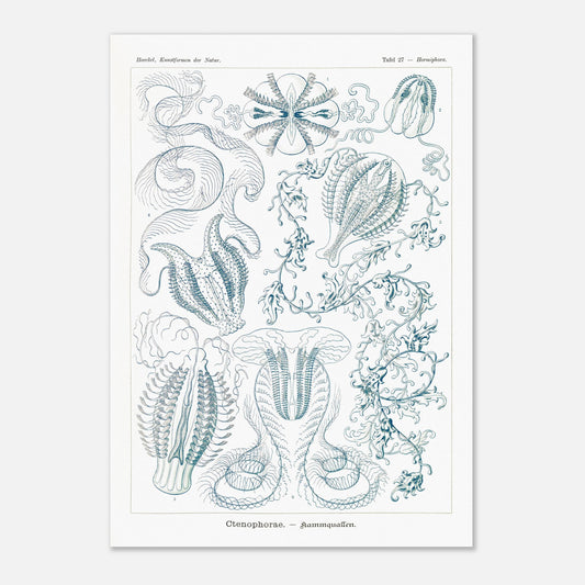 Planche de cténophores Ctenophorae - Gravure d'Ernst Haeckel (42x59,4 cm (A2)). Planche scientifique du XIXe siècle représentant plusieurs espèces de cténophores (communément appelés 'anémones de mer') aux formes complexes et variées, dans des tons bleus et verts.