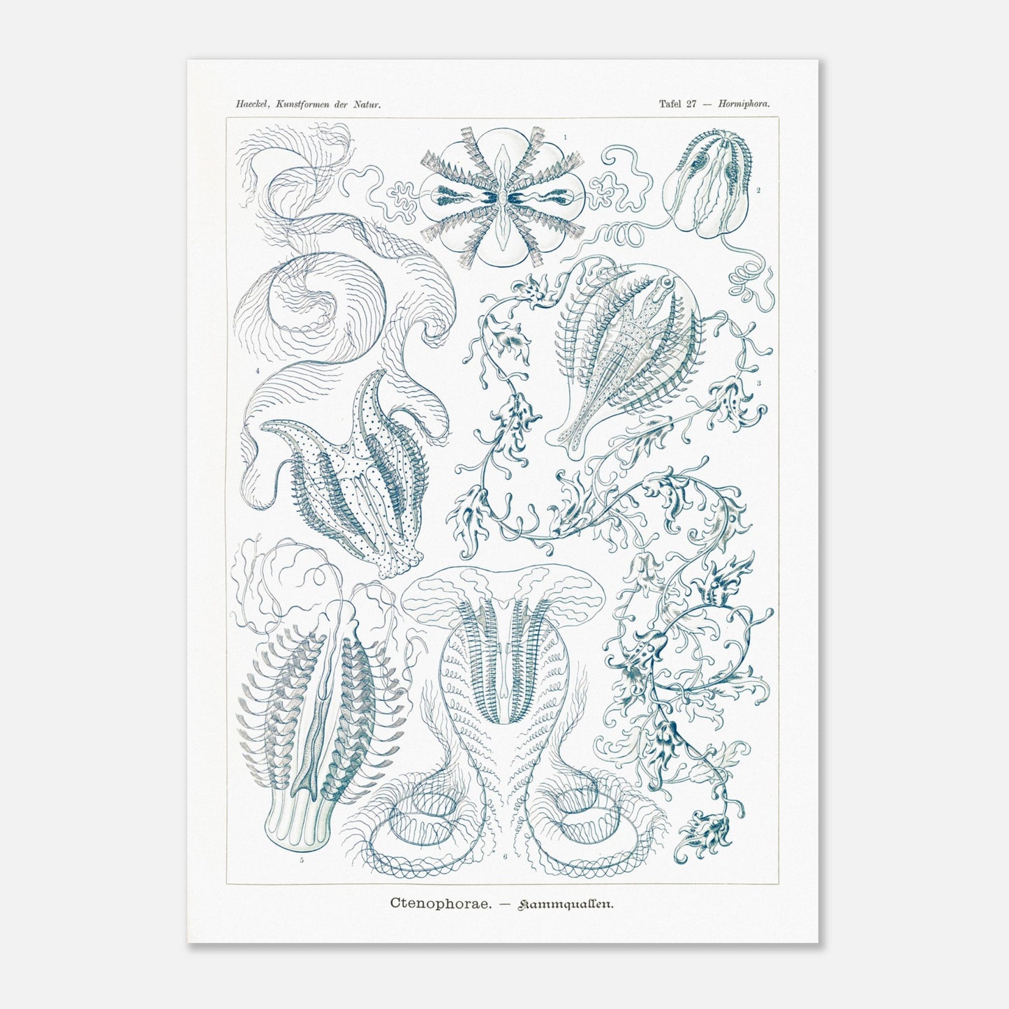 Planche de cténophores Ctenophorae - Gravure d'Ernst Haeckel (50x70 cm). Planche scientifique du XIXe siècle représentant plusieurs espèces de cténophores (communément appelés 'anémones de mer') aux formes complexes et variées, dans des tons bleus et verts.