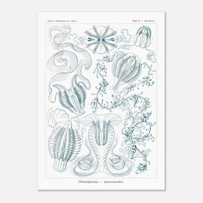 Planche de cténophores Ctenophorae - Gravure d'Ernst Haeckel (50x70 cm). Planche scientifique du XIXe siècle représentant plusieurs espèces de cténophores (communément appelés 'anémones de mer') aux formes complexes et variées, dans des tons bleus et verts.
