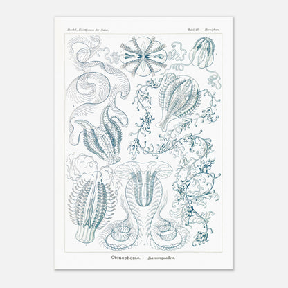 Planche de cténophores Ctenophorae - Gravure d'Ernst Haeckel (59,4x84,1 cm (A1)). Planche scientifique du XIXe siècle représentant plusieurs espèces de cténophores (communément appelés 'anémones de mer') aux formes complexes et variées, dans des tons bleus et verts.