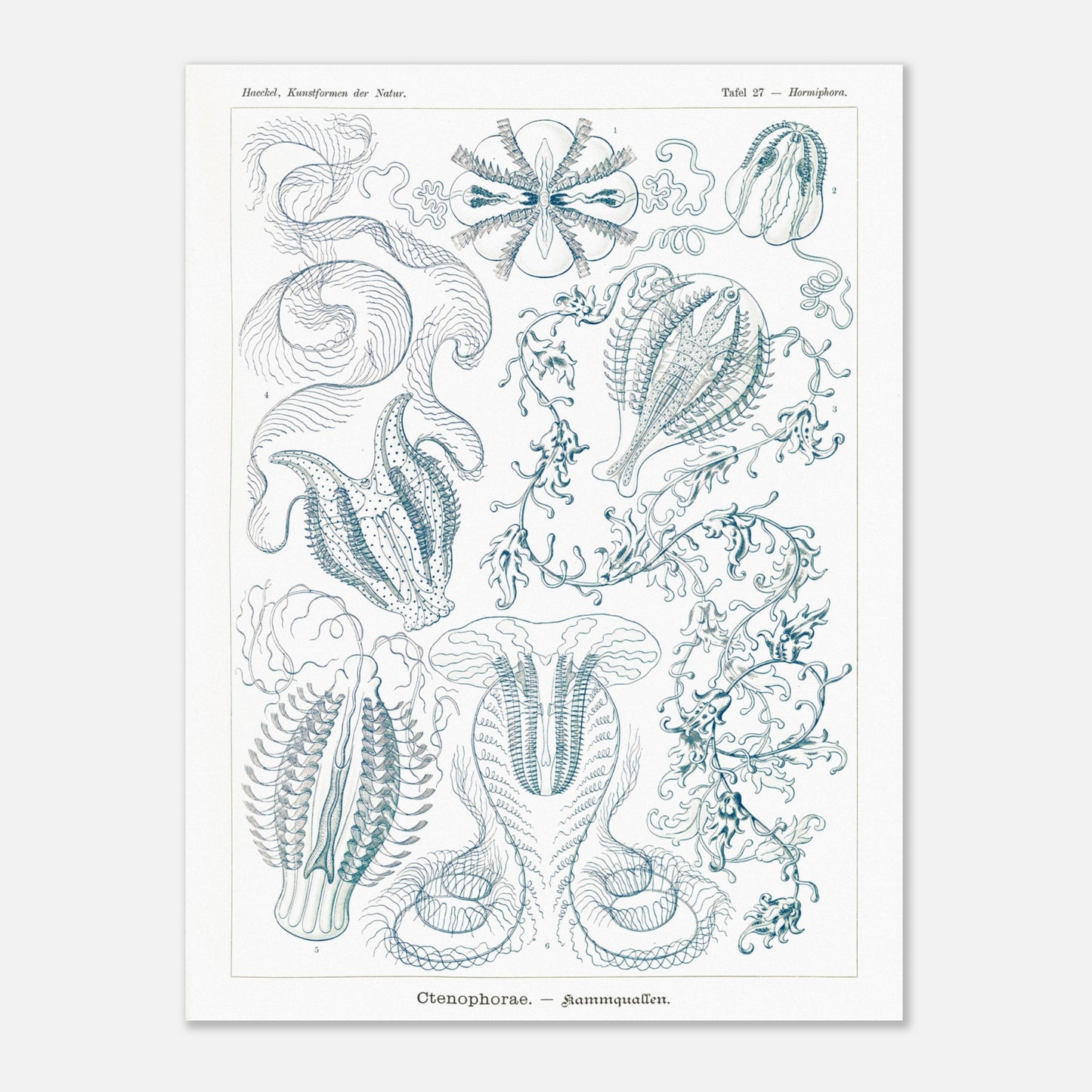 Planche de cténophores Ctenophorae - Gravure d'Ernst Haeckel (60x80 cm). Planche scientifique du XIXe siècle représentant plusieurs espèces de cténophores (communément appelés 'anémones de mer') aux formes complexes et variées, dans des tons bleus et verts.