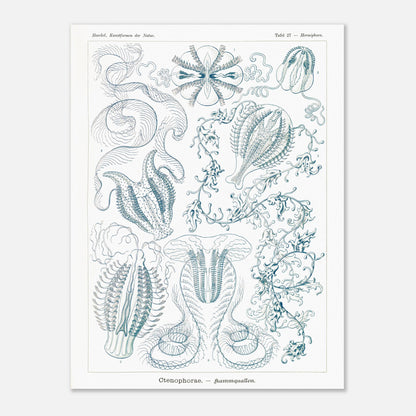 Planche de cténophores Ctenophorae - Gravure d'Ernst Haeckel (60x80 cm). Planche scientifique du XIXe siècle représentant plusieurs espèces de cténophores (communément appelés 'anémones de mer') aux formes complexes et variées, dans des tons bleus et verts.