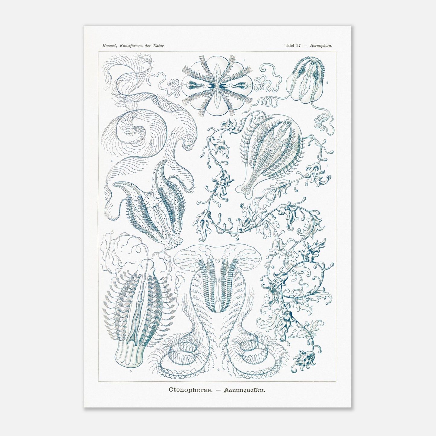 Planche de cténophores Ctenophorae - Gravure d'Ernst Haeckel (70x100 cm). Planche scientifique du XIXe siècle représentant plusieurs espèces de cténophores (communément appelés 'anémones de mer') aux formes complexes et variées, dans des tons bleus et verts.