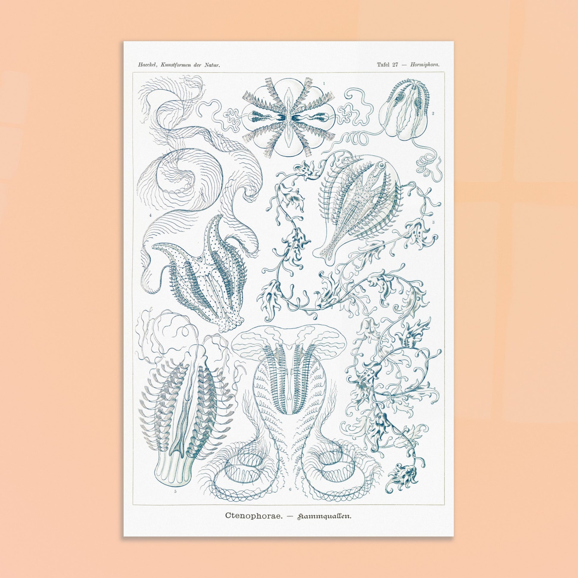 Planche de cténophores Ctenophorae - Gravure d'Ernst Haeckel. Planche scientifique du XIXe siècle représentant plusieurs espèces de cténophores (communément appelés 'anémones de mer') aux formes complexes et variées, dans des tons bleus et verts. Image d'illustration 8