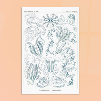 Planche de cténophores Ctenophorae - Gravure d'Ernst Haeckel. Planche scientifique du XIXe siècle représentant plusieurs espèces de cténophores (communément appelés 'anémones de mer') aux formes complexes et variées, dans des tons bleus et verts. Image d'illustration 8