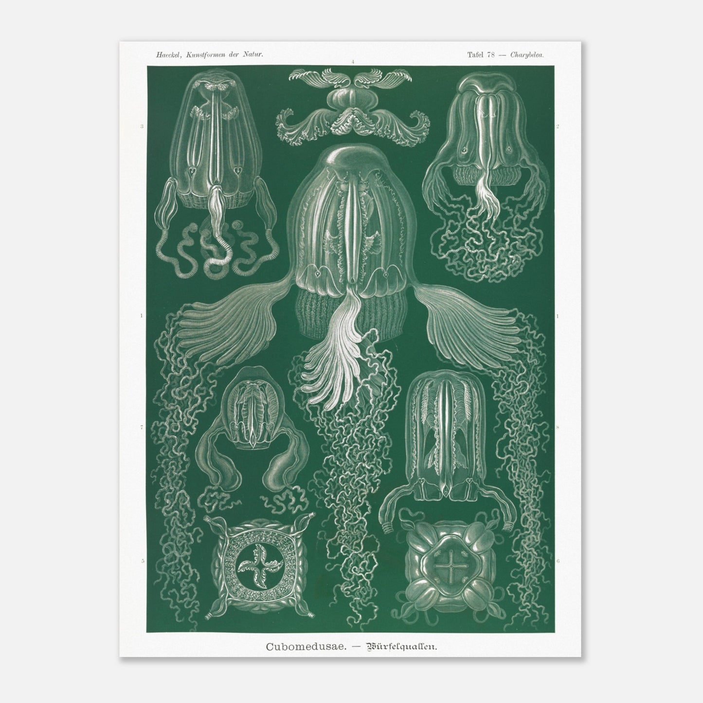 Planche scientifique de cubozoaires par Ernst Haeckel (30x40 cm). Planche scientifique par Ernst Haeckel illustrant différentes formes de cubozoaires, méduses de forme cubique, sur fond vert.
