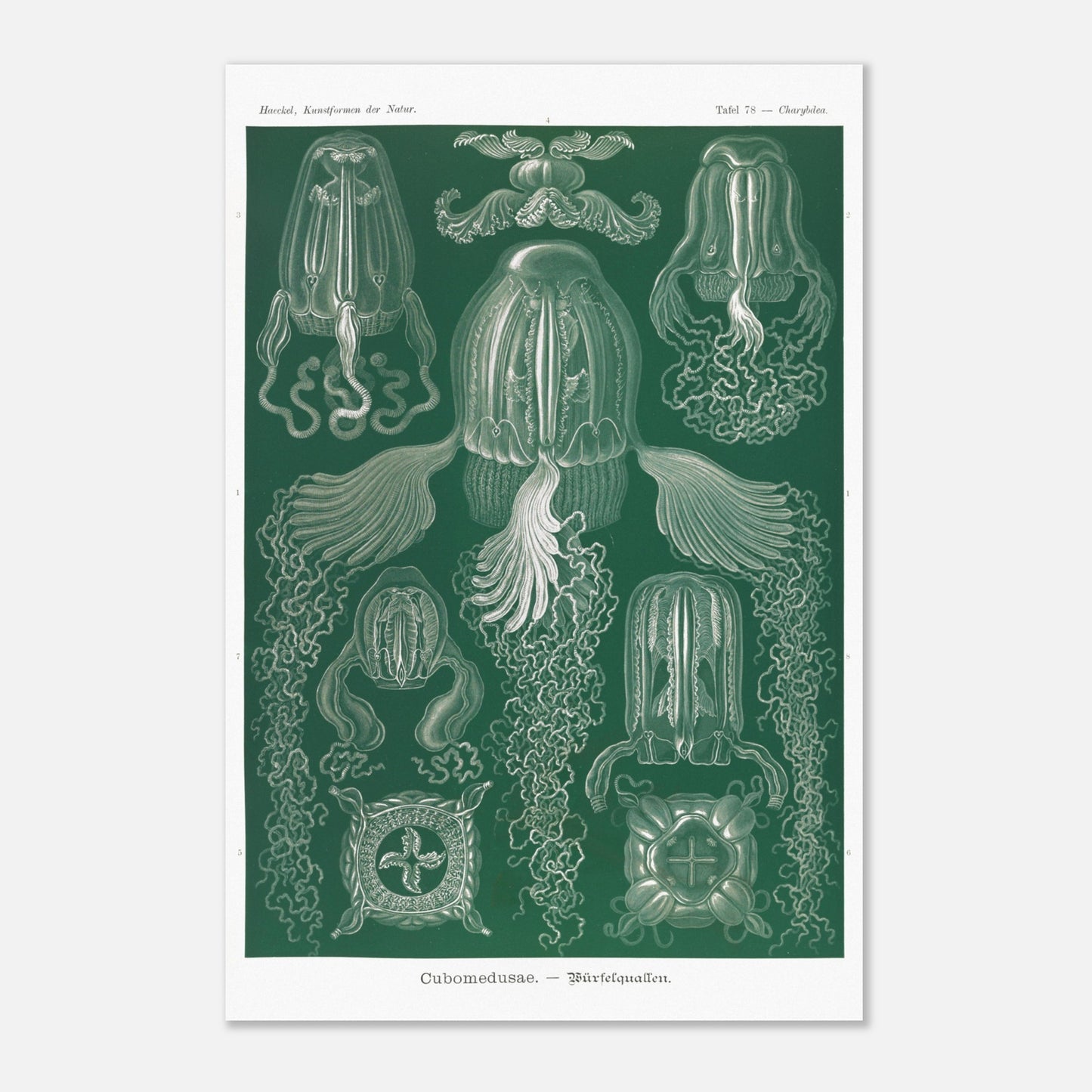 Planche scientifique de cubozoaires par Ernst Haeckel (40x60 cm). Planche scientifique par Ernst Haeckel illustrant différentes formes de cubozoaires, méduses de forme cubique, sur fond vert.
