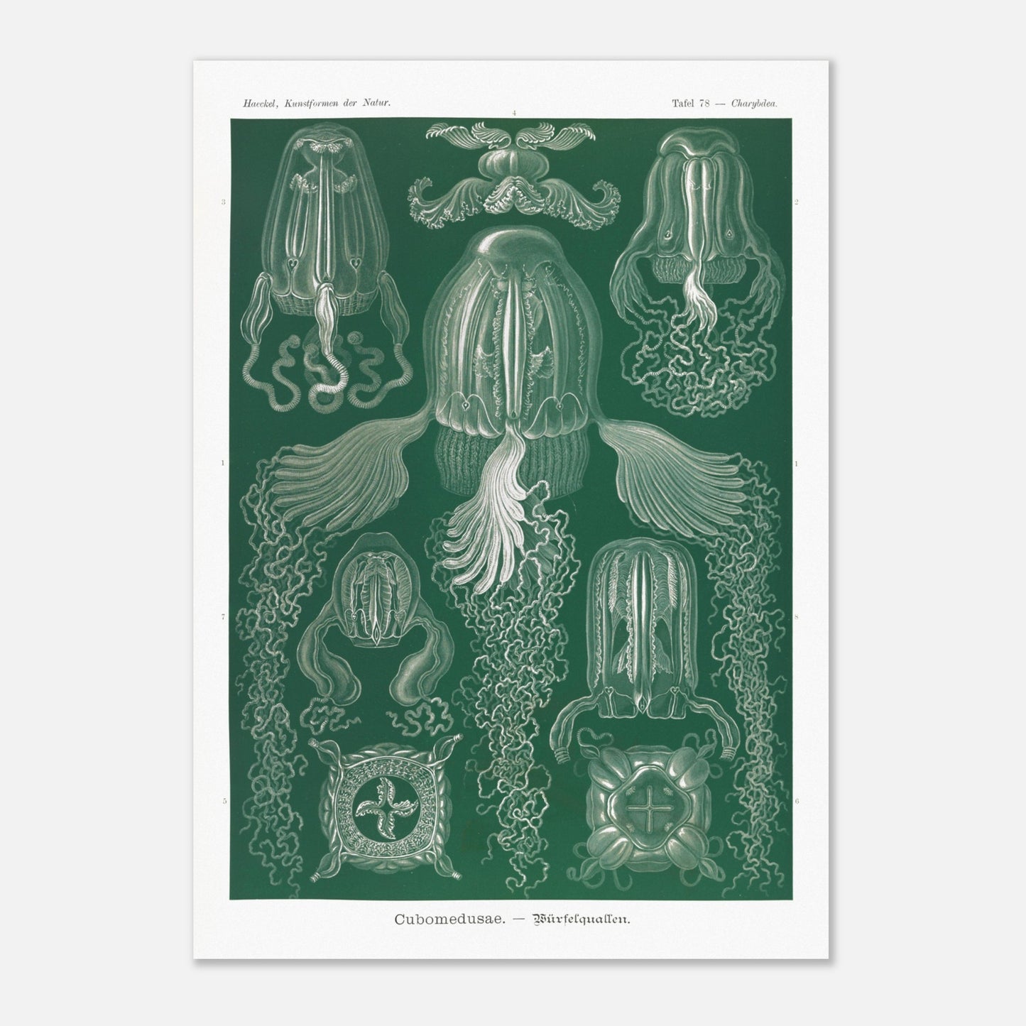 Planche scientifique de cubozoaires par Ernst Haeckel (42x59,4 cm (A2)). Planche scientifique par Ernst Haeckel illustrant différentes formes de cubozoaires, méduses de forme cubique, sur fond vert.