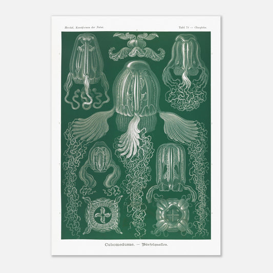 Planche scientifique de cubozoaires par Ernst Haeckel (42x59,4 cm (A2)). Planche scientifique par Ernst Haeckel illustrant différentes formes de cubozoaires, méduses de forme cubique, sur fond vert.
