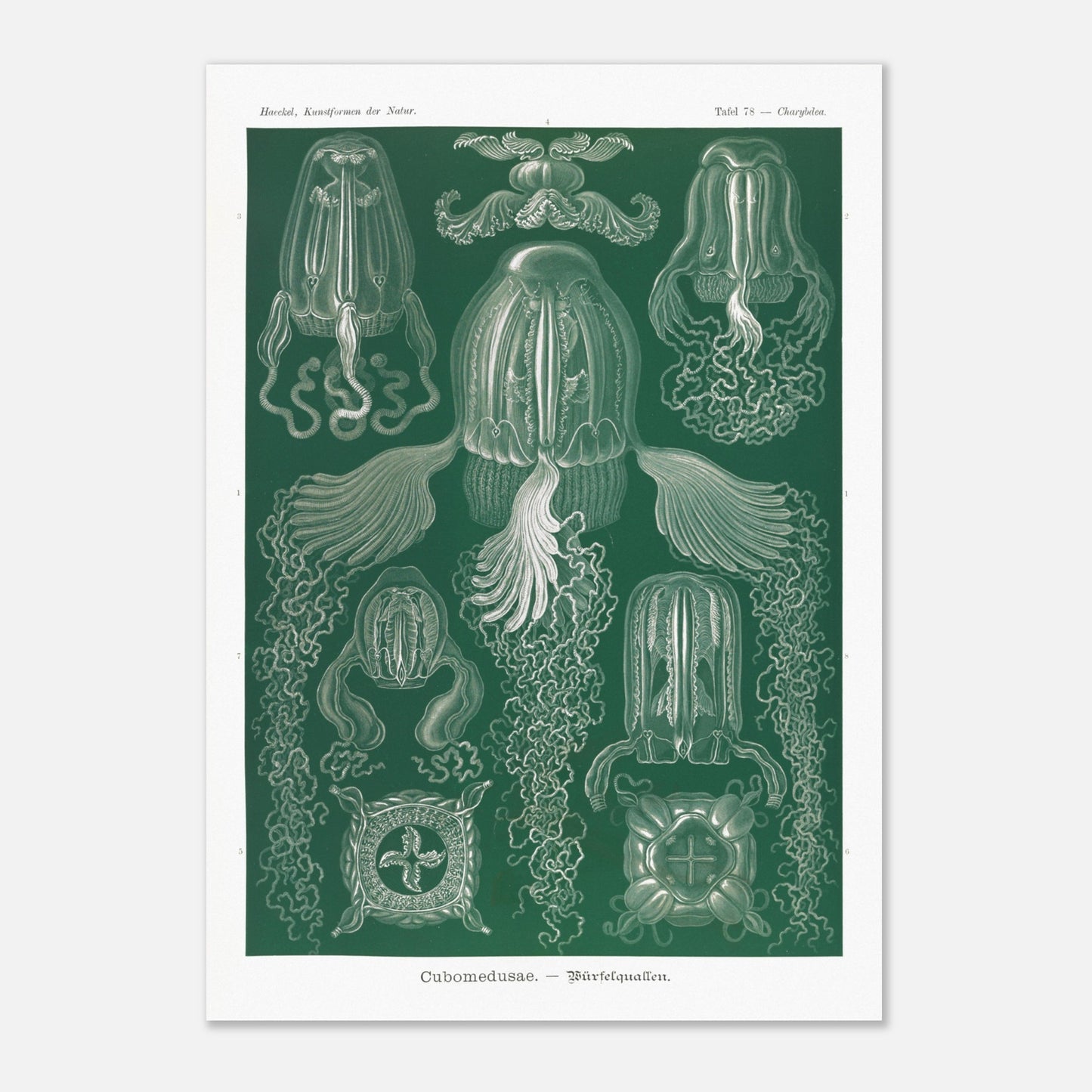 Planche scientifique de cubozoaires par Ernst Haeckel (59,4x84,1 cm (A1)). Planche scientifique par Ernst Haeckel illustrant différentes formes de cubozoaires, méduses de forme cubique, sur fond vert.